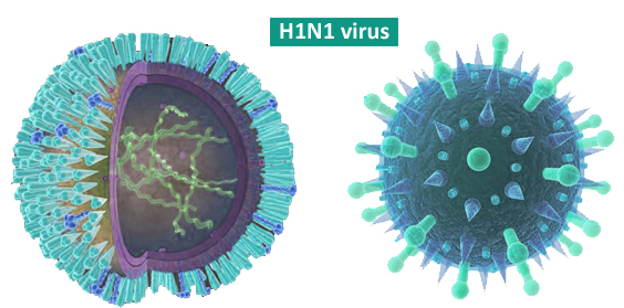 Лаборатория гриппа Института Пастера и компания APcis провели совместное исследование с компанией Материа Медика Холдинг.